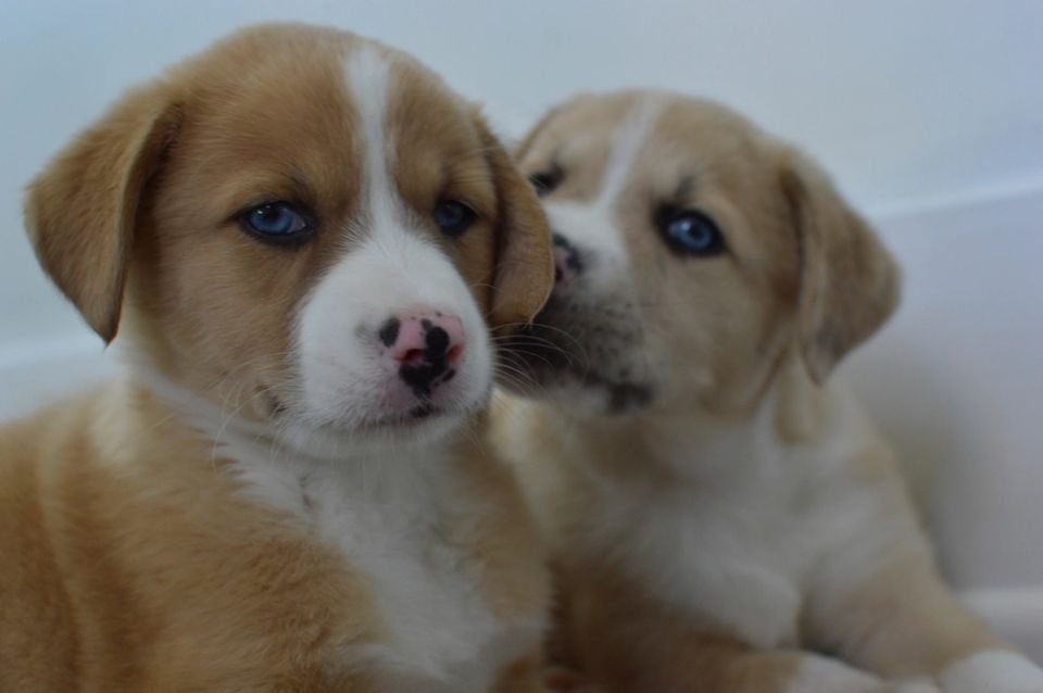 Dos cachorros juntos