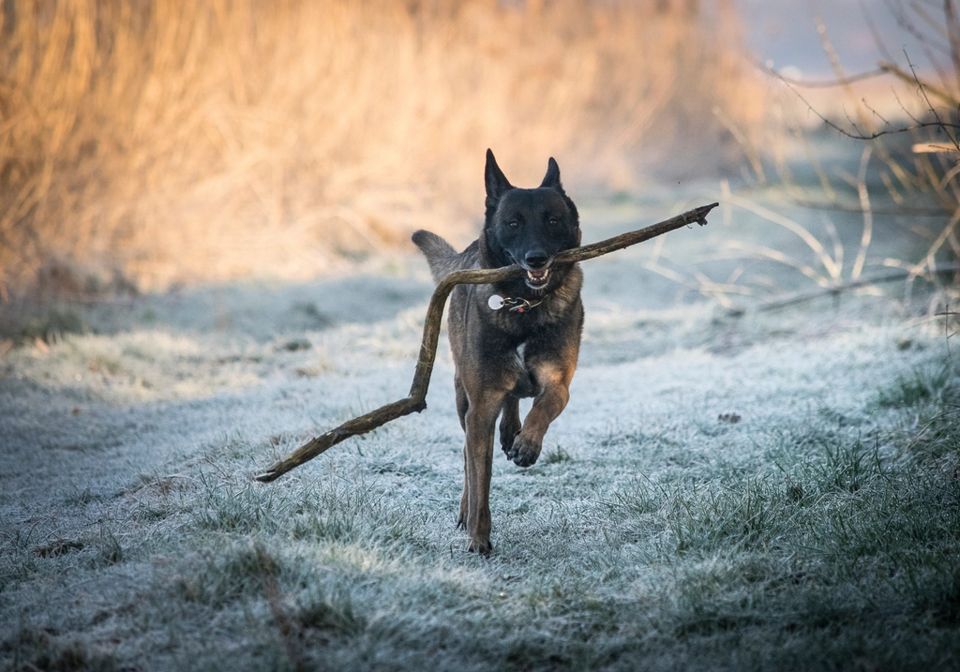 Pastor belga malinois, perro de trabajo, corriendo