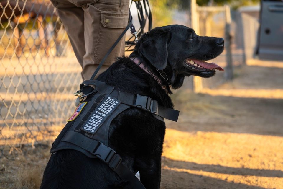 Labrador de búsqueda y rescate con su guía