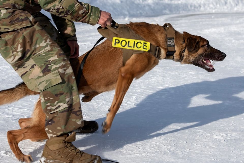 Perro de protección en entrenamiento con su guía