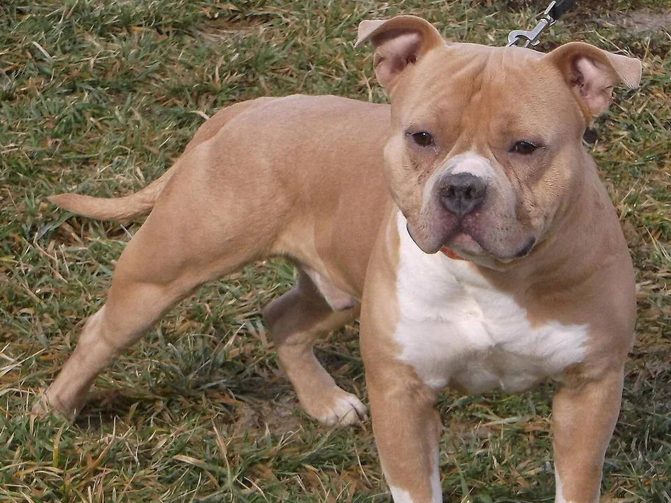 American Bully de tipo clásico, color leonado con el pecho y las patas blancas y las orejas naturales, de pie con correa sobre el zacate de un jardín