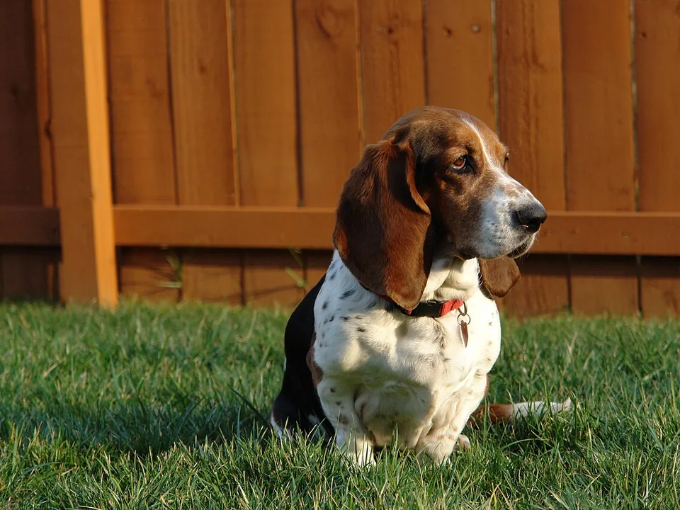 Basset hound tricolor adulto, sentado en el zacate de un patio frente a una cerca de madera, con collar rojo y las orejas largas caídas, mirando a un lado con calma