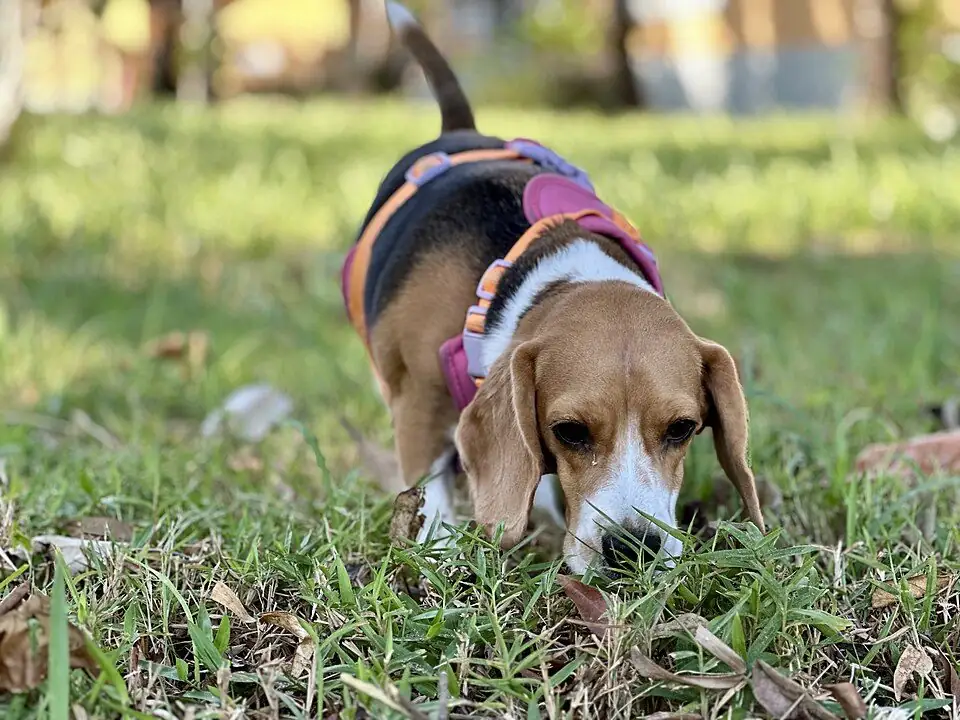 Beagle tricolor con pechera, con la nariz pegada al zacate siguiendo un olor en un parque soleado