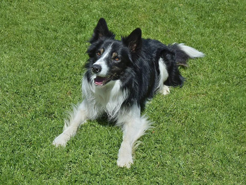 Border collie tricolor, negro y blanco con marcas color fuego en la cara, echado en el zacate de un jardín soleado, con la boca abierta y la mirada atenta