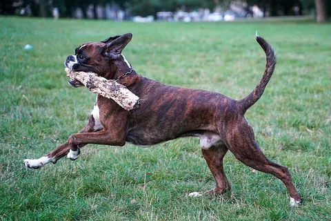 Boxer atigrado con manchas blancas, orejas y cola naturales, corriendo por el zacate de un parque con un palo en la boca