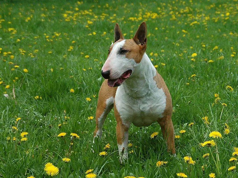 Bull terrier rojo y blanco, con su cabeza en forma de huevo y las orejas paradas, de pie en un zacatal lleno de flores amarillas, con la boca abierta y gesto relajado