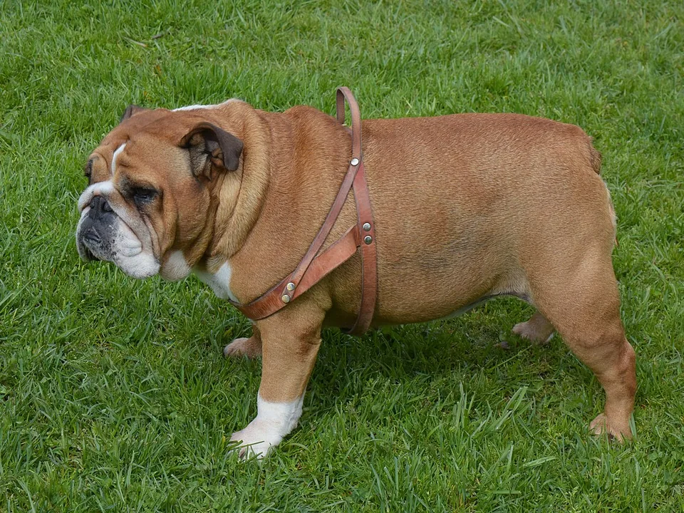 Bulldog inglés adulto de color rojo con el pecho blanco, con una pechera de cuero, parado de perfil sobre el zacate de un jardín