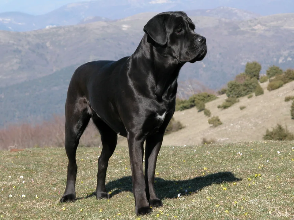 Cane corso hembra adulta, negra y brillante, con las orejas naturales caídas, de pie sobre el zacate de un cerro en un día soleado