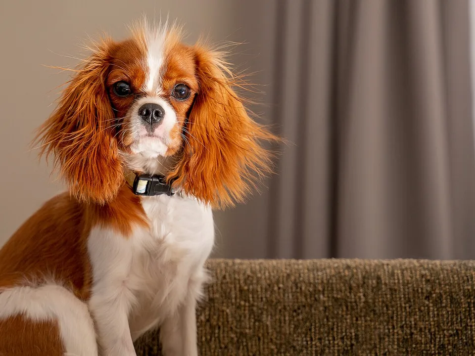 Cavalier King Charles Spaniel blenheim, blanco y castaño, sentado en el sillón de una sala con collar negro, orejas largas con flecos y mirada atenta