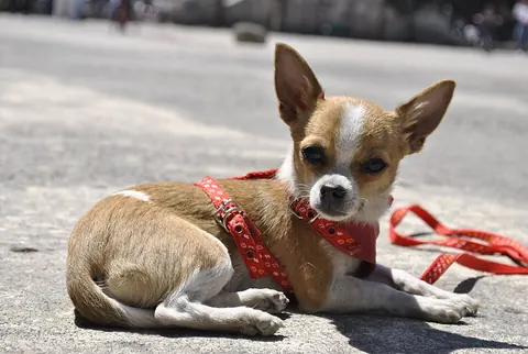 Chihuahua de pelo corto, leonado y blanco, con pechera roja, descansando a media caminata en un parque