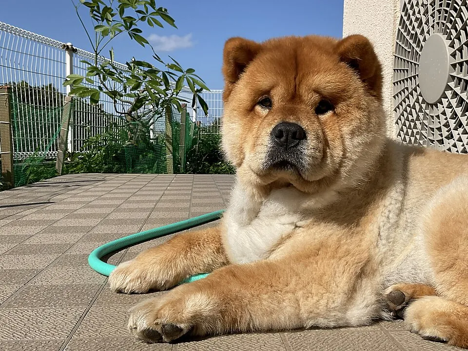 Chow chow rojo de pelo largo, echado en la terraza de una casa junto a una manguera de jardín, con plantas y una malla al fondo