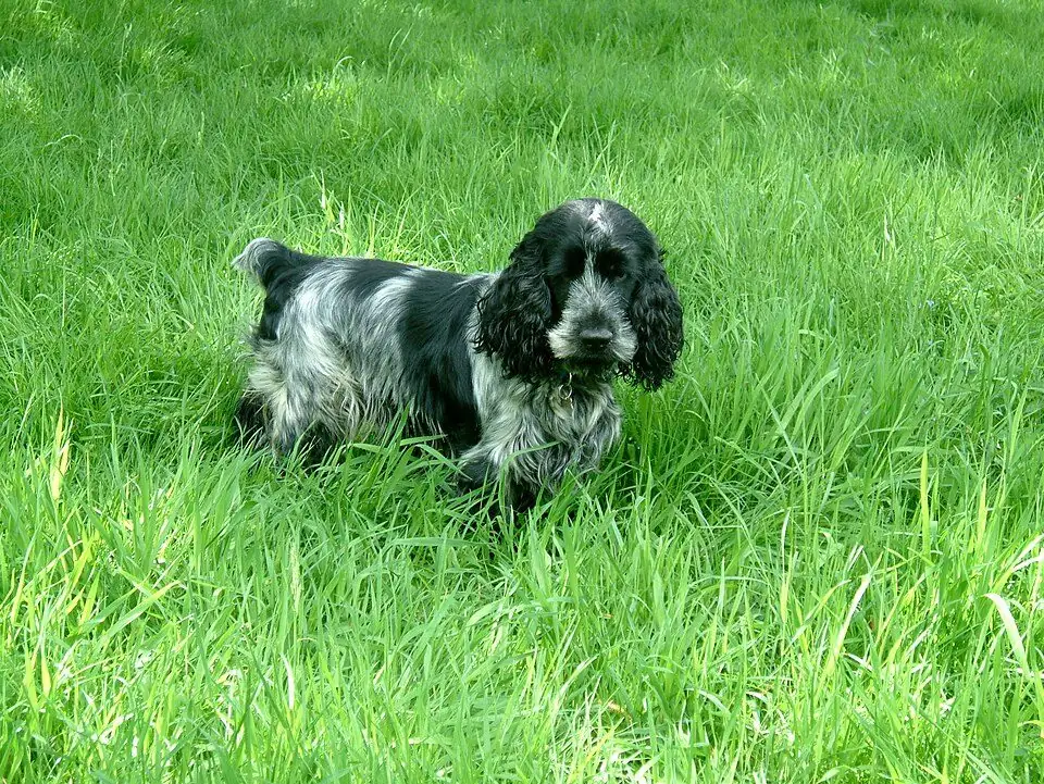 Cocker spaniel inglés azul ruano, de pie entre el zacate alto de un parque, con sus orejas largas y onduladas
