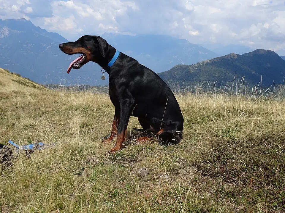 Doberman macho joven, negro con marcas color óxido y orejas naturales caídas, sentado en el zacate de un cerro durante una caminata, con la lengua afuera