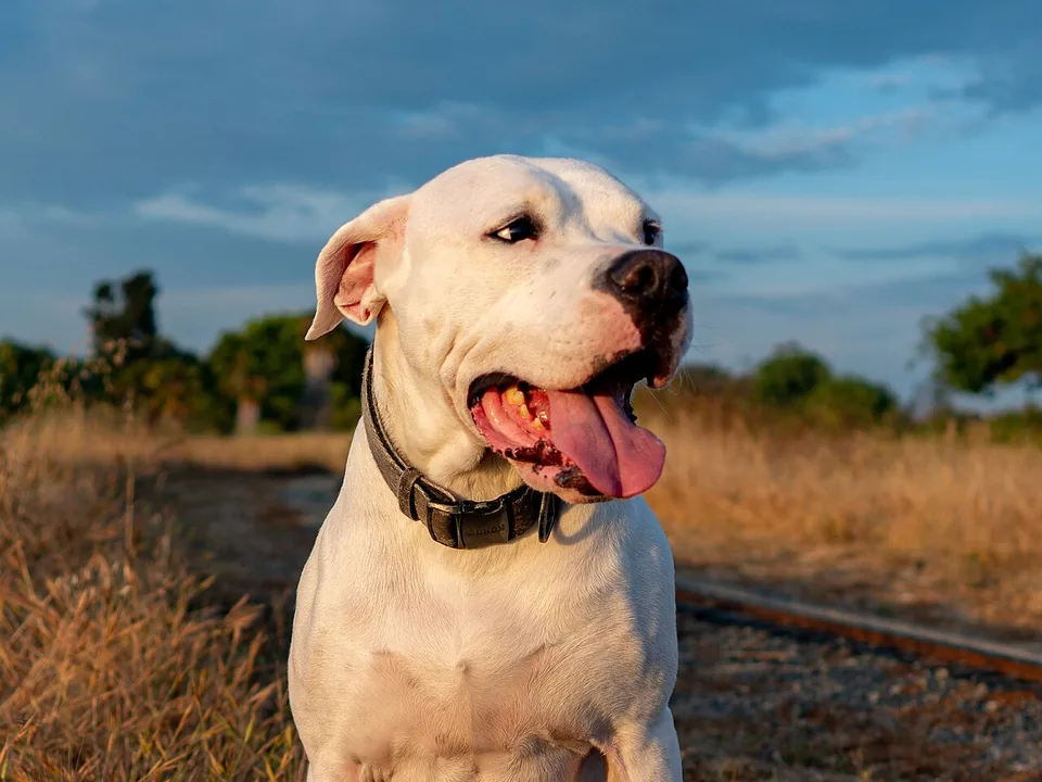 Dogo argentino adulto, blanco y con las orejas naturales, sentado en el zacate seco al atardecer, con collar oscuro y la lengua afuera, tranquilo