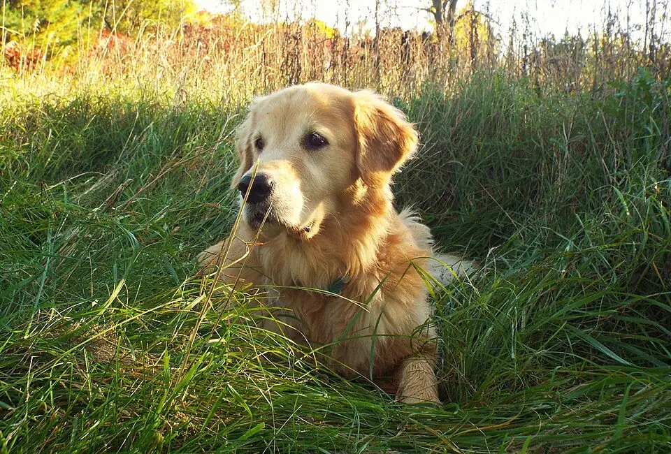 Golden retriever adulto de color dorado, echado y atento entre el zacate alto de un potrero