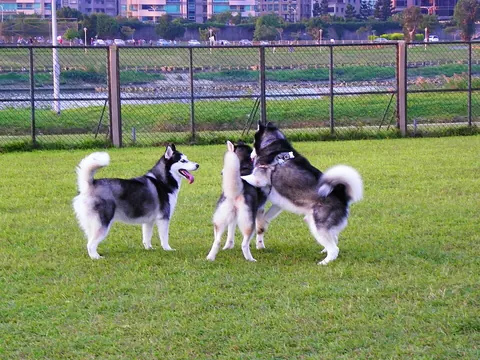 Tres huskies siberianos negro y blanco jugando sobre el zacate de un parque al atardecer, uno de ellos con la lengua afuera