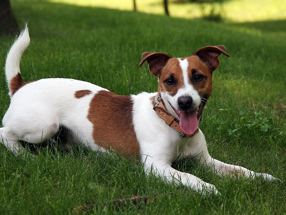 Jack russell terrier adulto de pelo liso, blanco con manchas color fuego, echado en el zacate de un jardín con la boca abierta y las orejas atentas