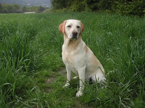 Labrador retriever amarillo adulto sentado en un campo verde