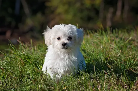 Maltés joven de pelo blanco con corte de casa, sentado en el zacate de un jardín soleado y mirando a la cámara