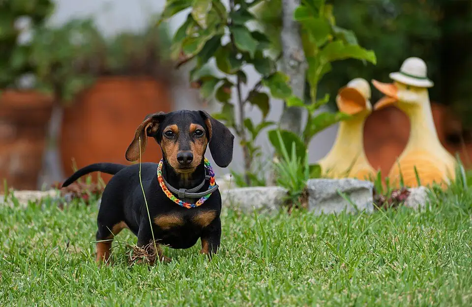 Perro salchicha de pelo corto, negro y fuego, de pie sobre el césped de un jardín