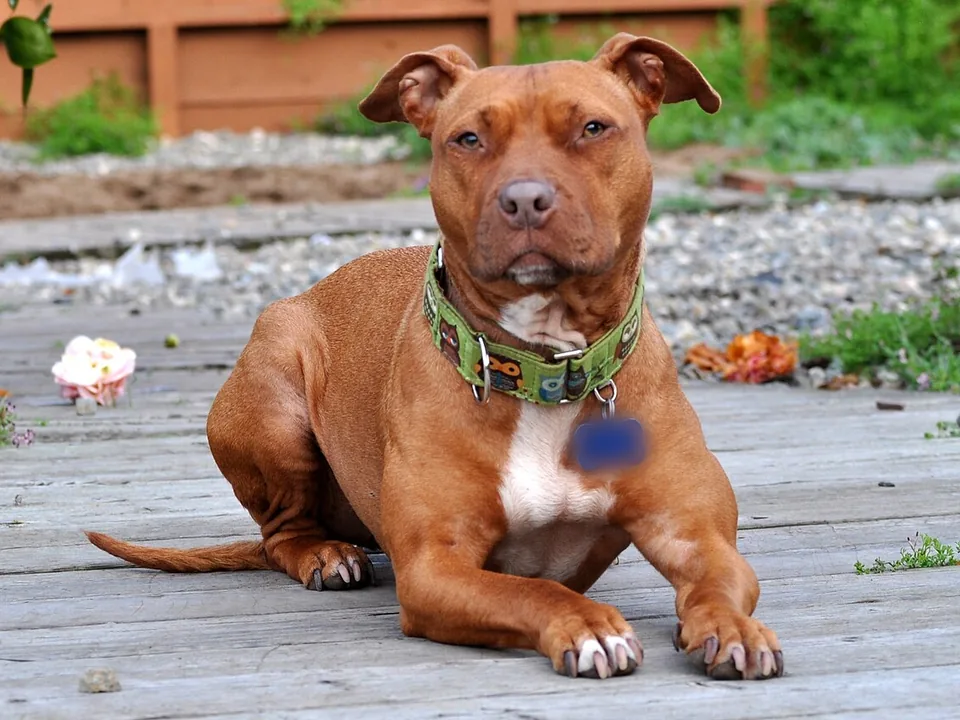 Pitbull adulto color rojizo con el pecho blanco y las orejas naturales, echado en un deck de madera de un patio, con collar y placa, mirando tranquilo a la cámara
