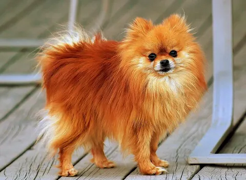 Pomerania naranja sable, adulto y sano, de pie sobre una terraza de madera