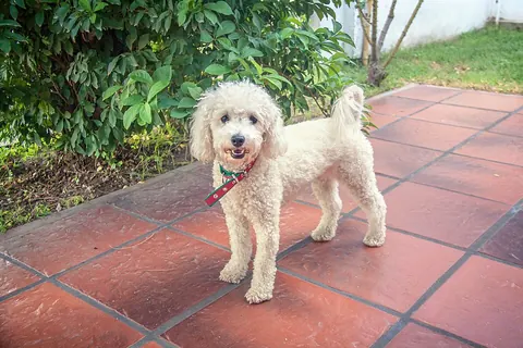 Poodle color crema de pie en el patio de una casa, junto al jardín