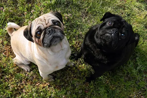 Dos pugs adultos, uno leonado y otro negro, sentados en el césped de un jardín y mirando hacia arriba