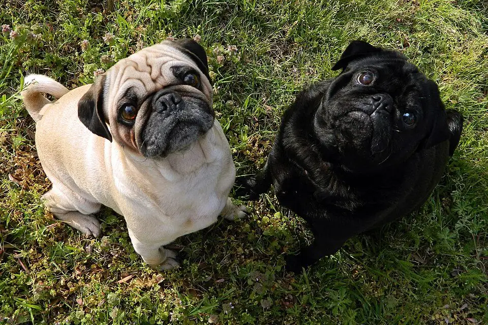 Dos pugs adultos, uno leonado y otro negro, sentados en el césped de un jardín y mirando hacia arriba