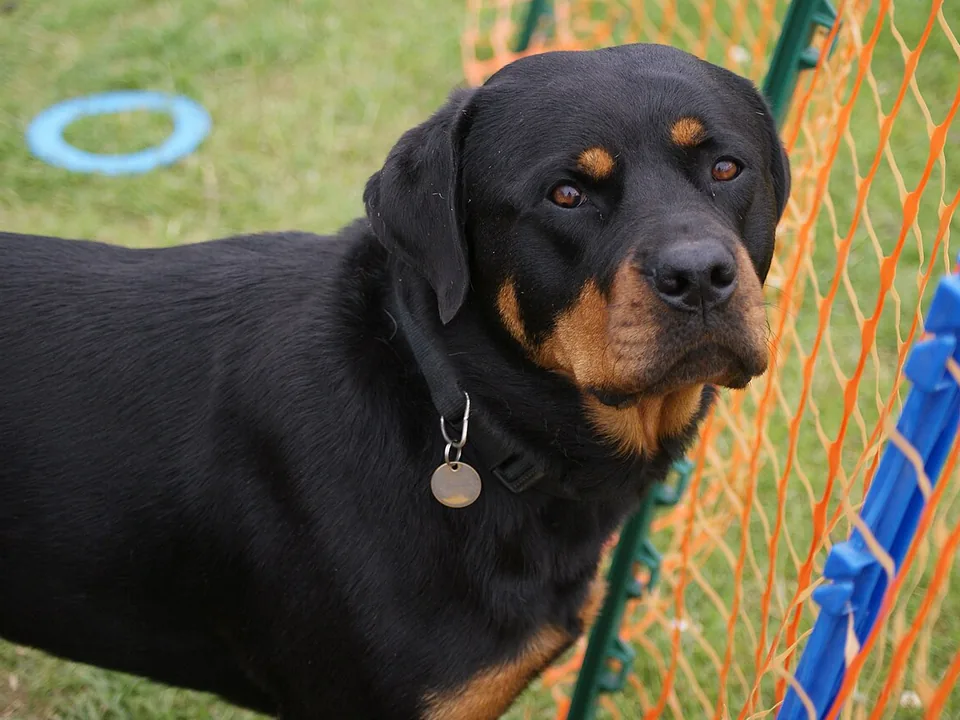Rottweiler adulto negro con marcas color fuego y orejas naturales, con collar plano y placa, parado en el zacate y mirando con calma a la cámara