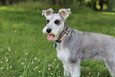 Schnauzer miniatura gris plata con corte corto de verano, de pie sobre el zacate de un parque