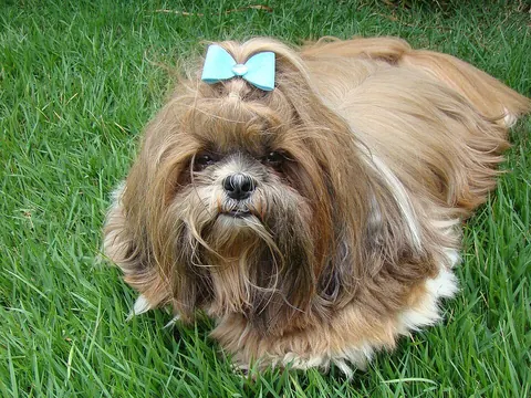 Shih tzu adulto de pelo largo dorado y blanco, echado en el zacate de un jardín, con el pelo de la cabeza recogido en un moño