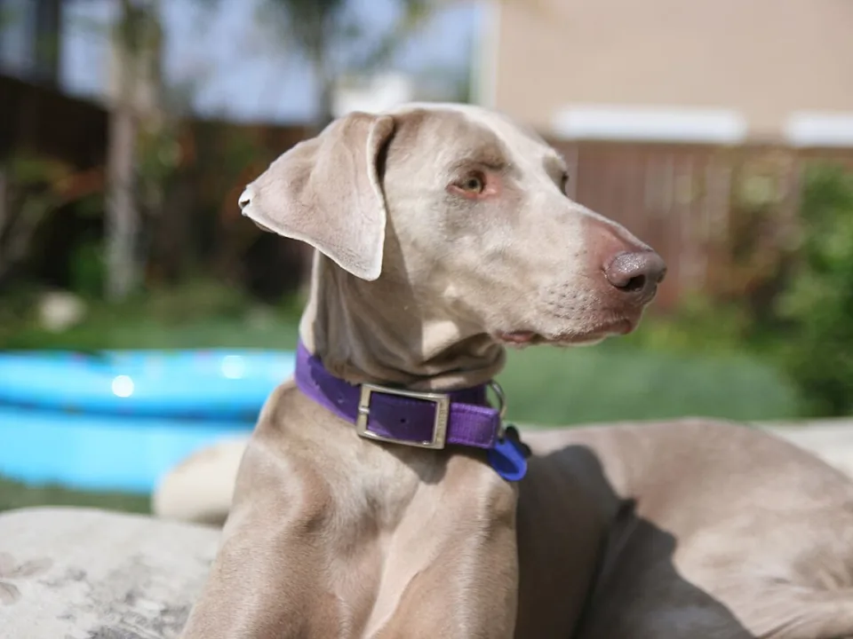 Weimaraner hembra adulta de pelo corto gris plata, con collar morado, echada al sol en el patio de una casa, con una piscina inflable azul detrás