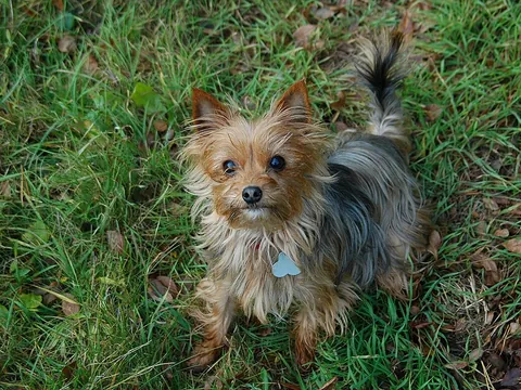 Yorkshire terrier adulto con corte de casa, pelo azul acero y fuego, parado en el zacate de un jardín y mirando a la cámara